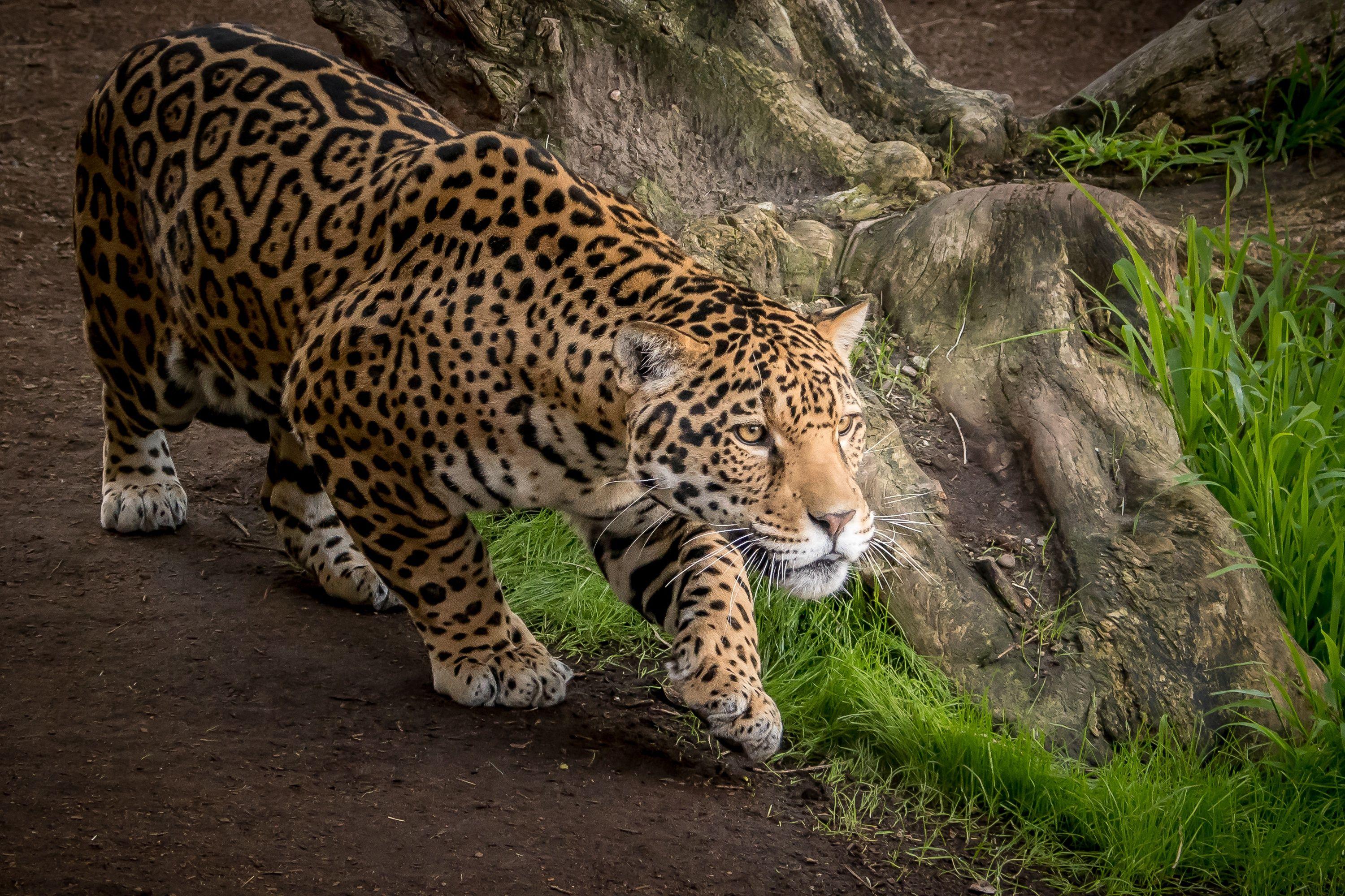 3000x2000 Jaguar Wallpaper 201306