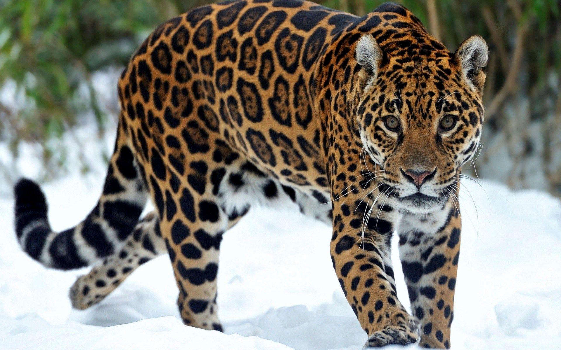 Jaguar Animal Wallpapers - Top Free Jaguar Animal Backgrounds
