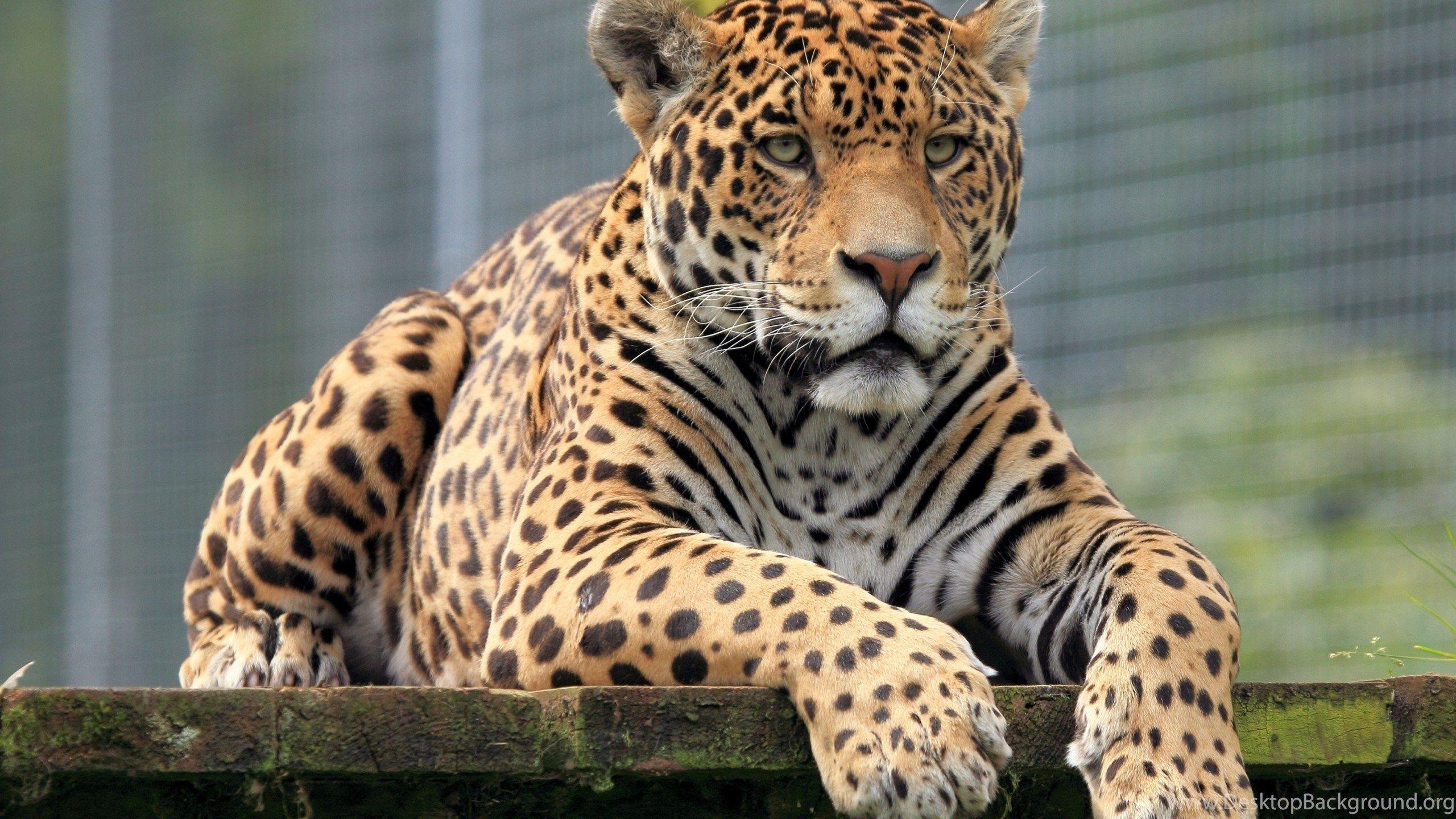 Jaguar Animal Wallpapers - Top Free Jaguar Animal Backgrounds