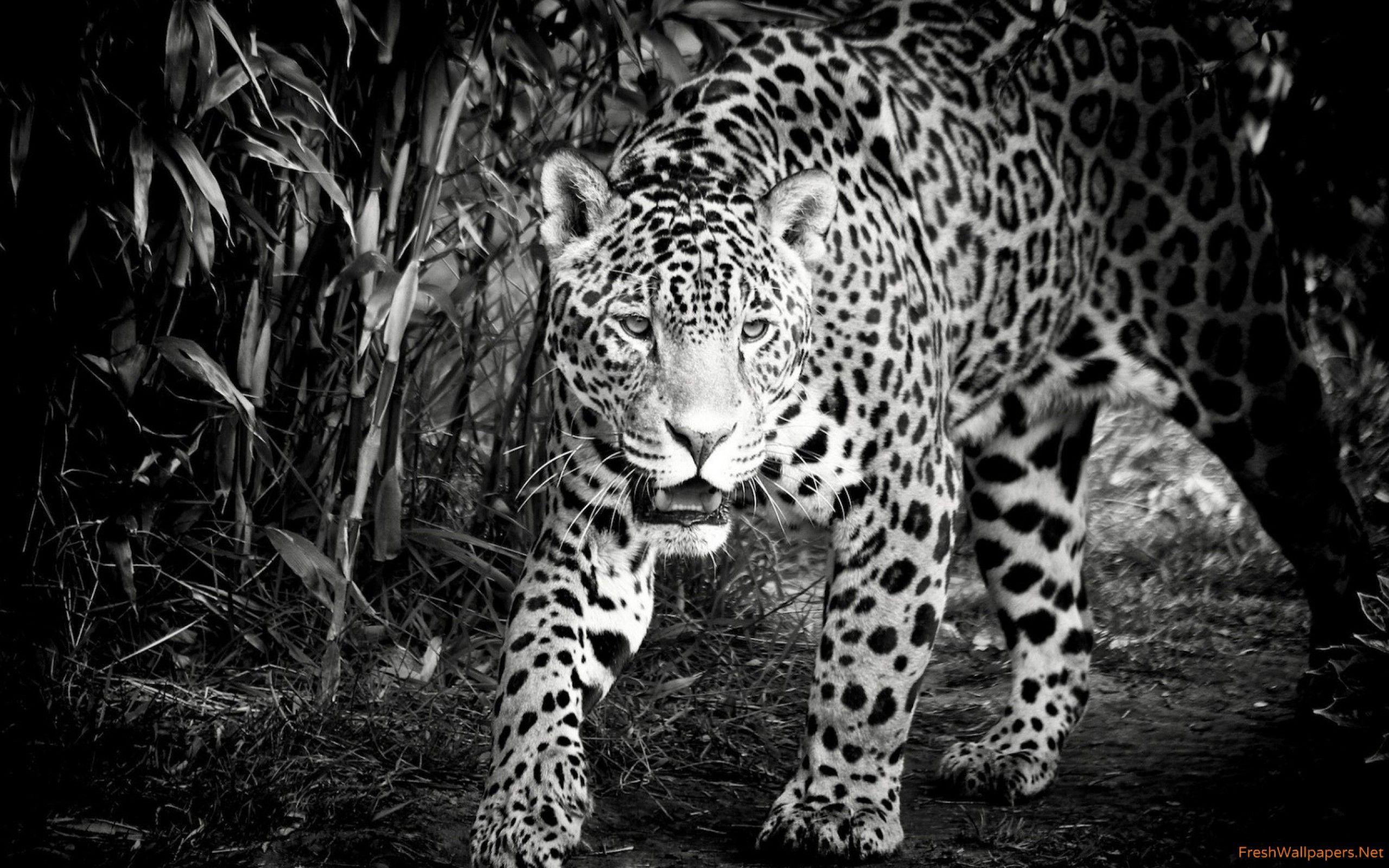 2560x1600 Black and White Jaguar wallpaper