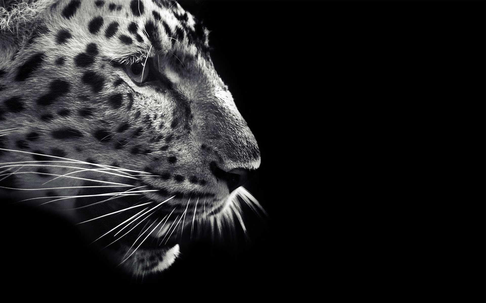 1920x1200 Jaguar Wallpaper