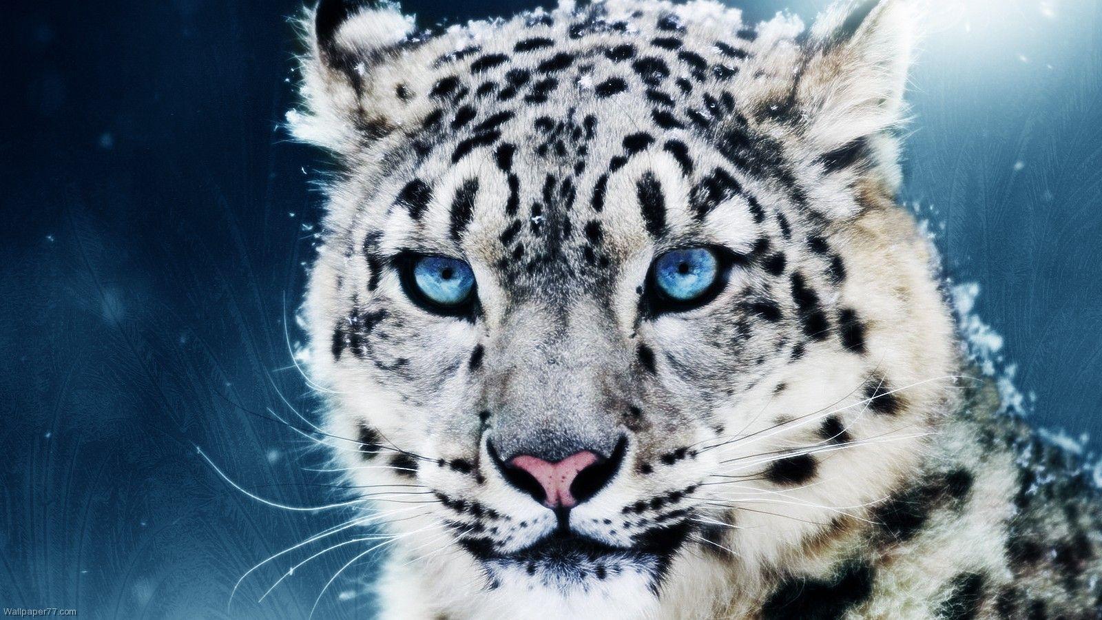 White Jaguar Wallpapers - Top Free White Jaguar Backgrounds