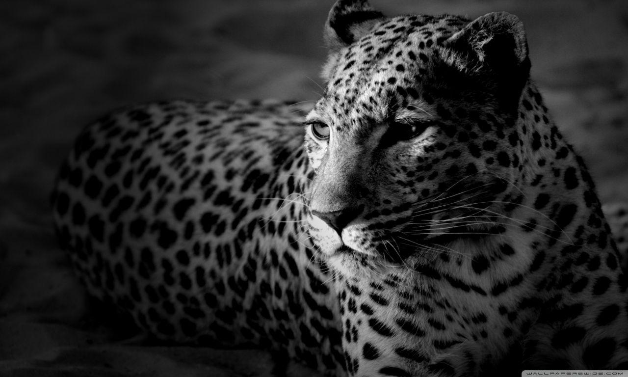1280x768 Hd Wallpaper Jaguar