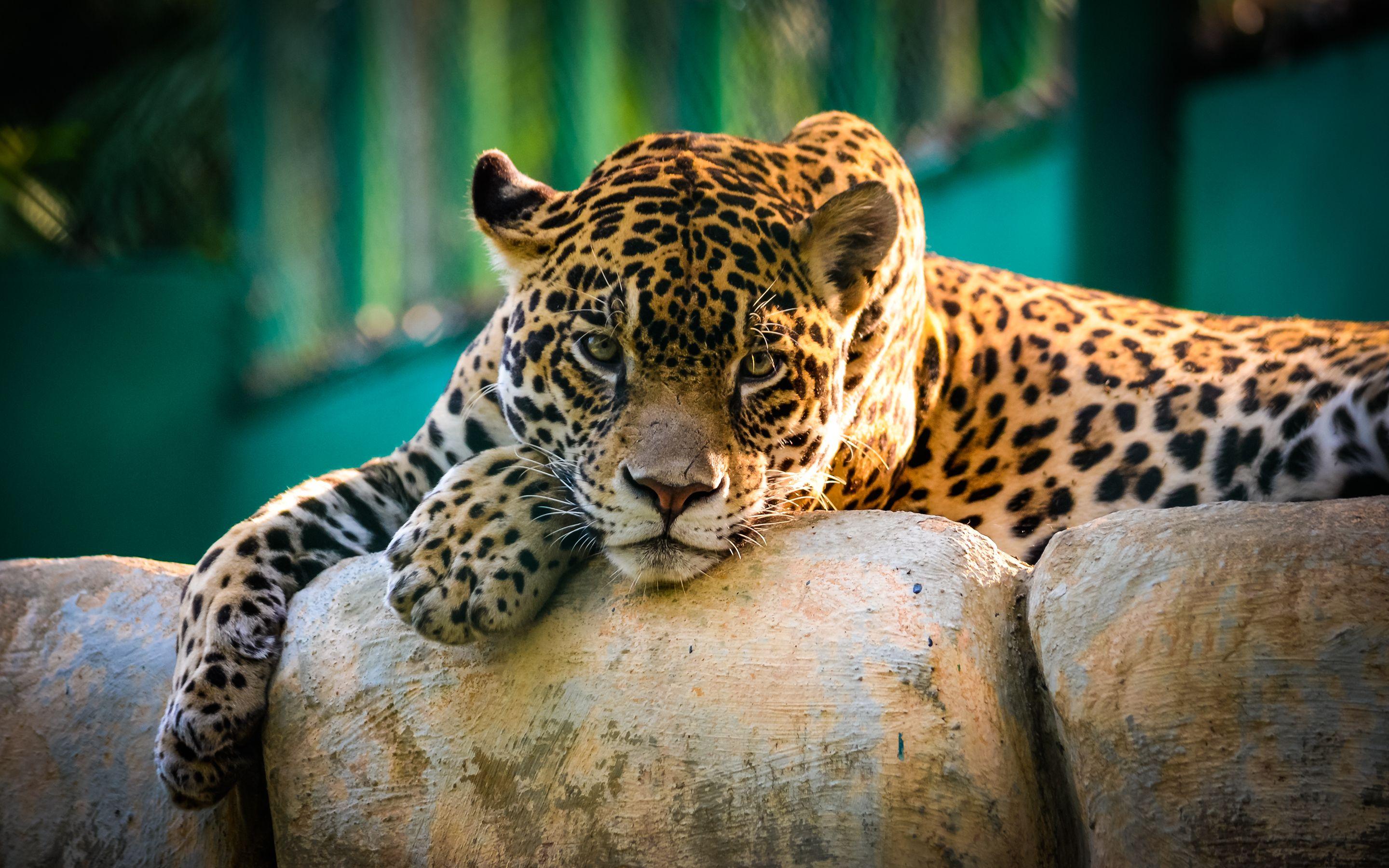 2880x1800 Jaguar Mexico Wallpaper