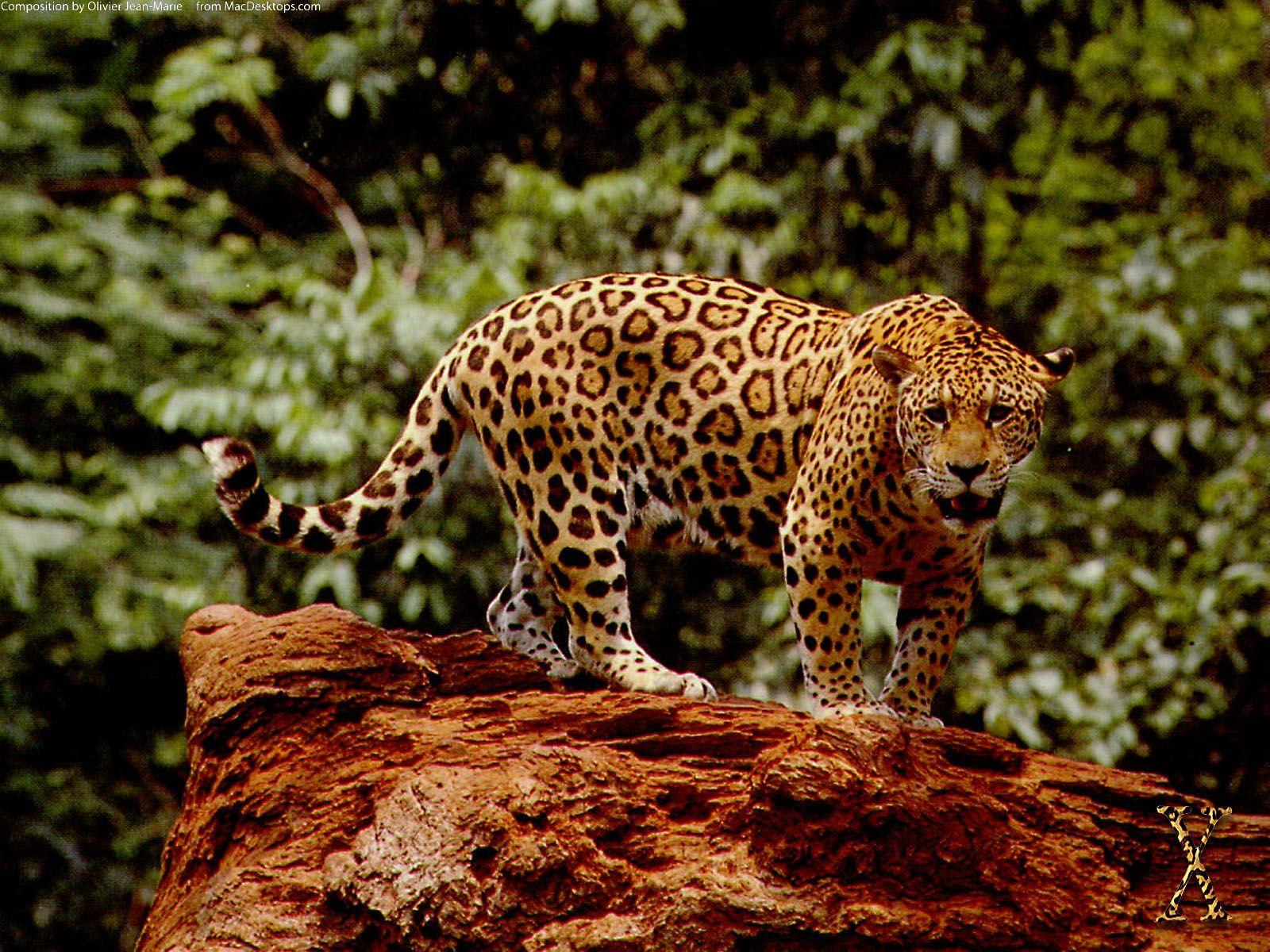 1600x1200 Free download Great Jaguar Wallpaper HD Wallpaper