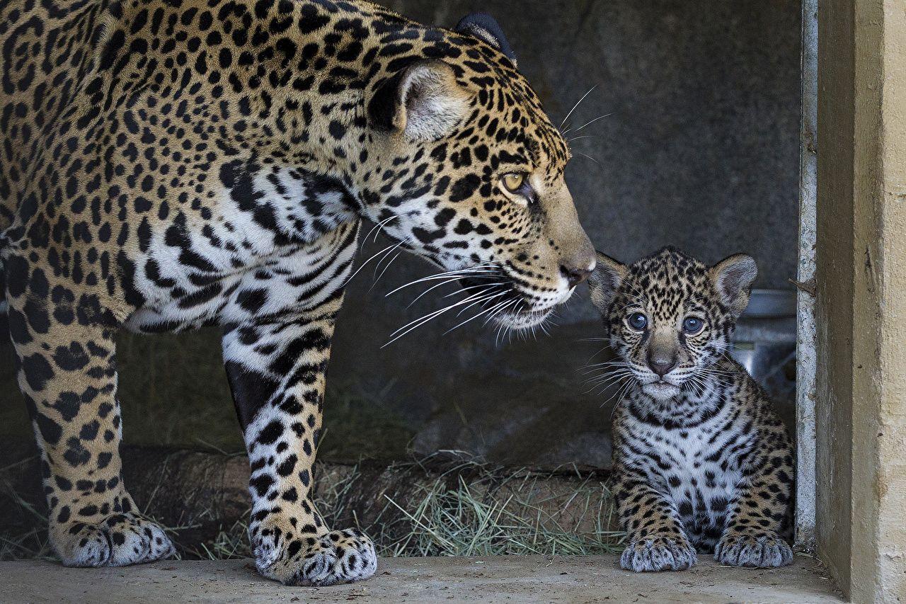 1280x853 Desktop Wallpaper jaguar Big cats Cubs Animals