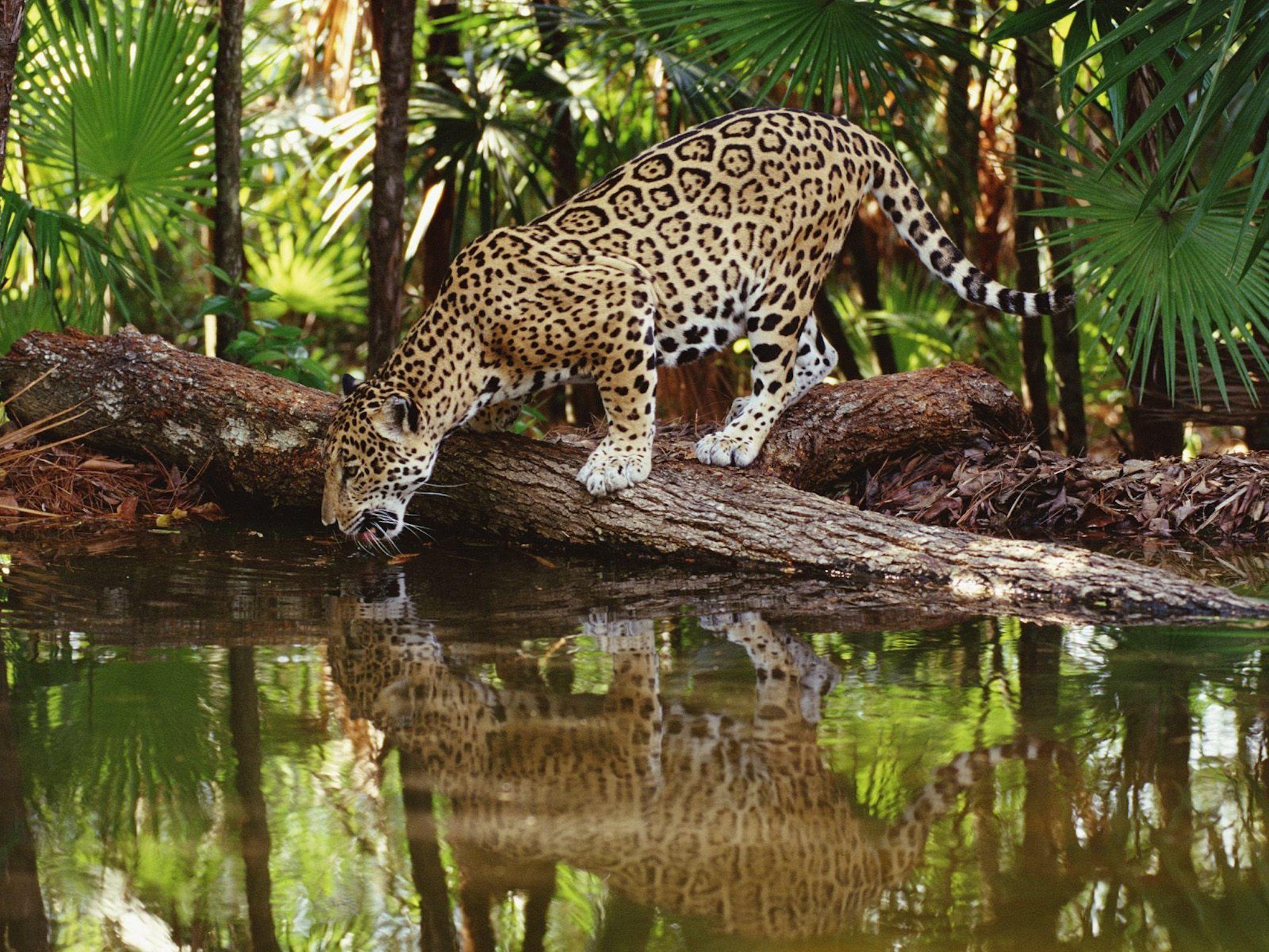 2100x1575 Thirsty Jaguar Wallpaper. Free HD Animal Downloads