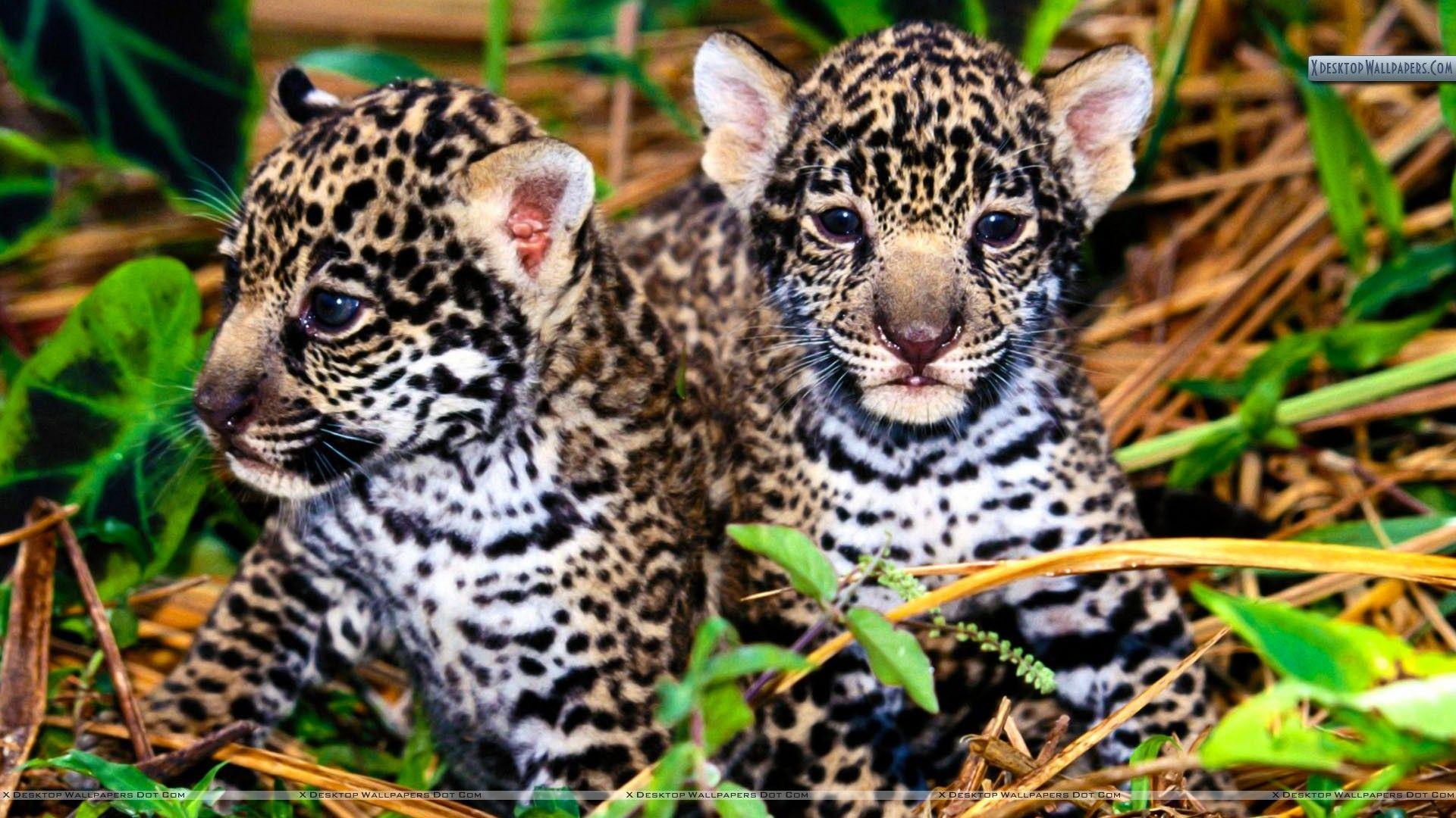 1920x1080 Innocence, Jaguar Cubs Wallpaper