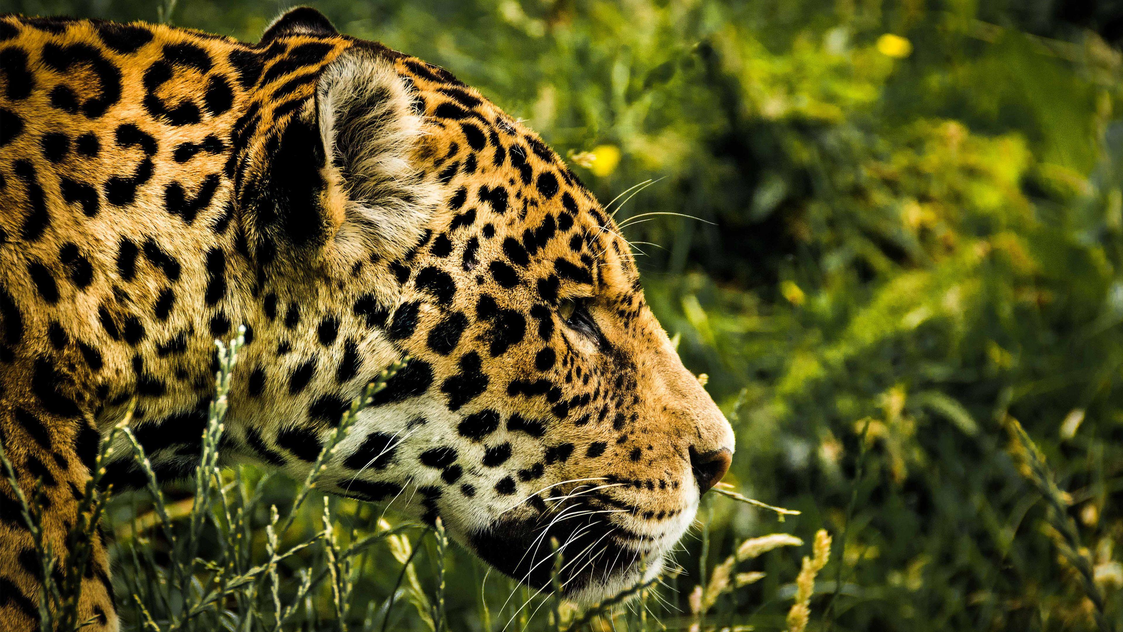 3840x2160 Jaguar Chromebook Wallpaper
