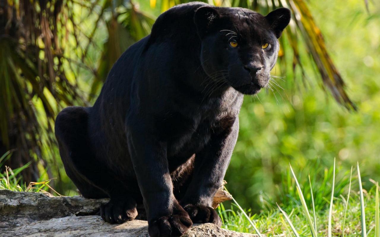 Black Jaguar HD Wallpapers - Top Free Black Jaguar HD Backgrounds ...