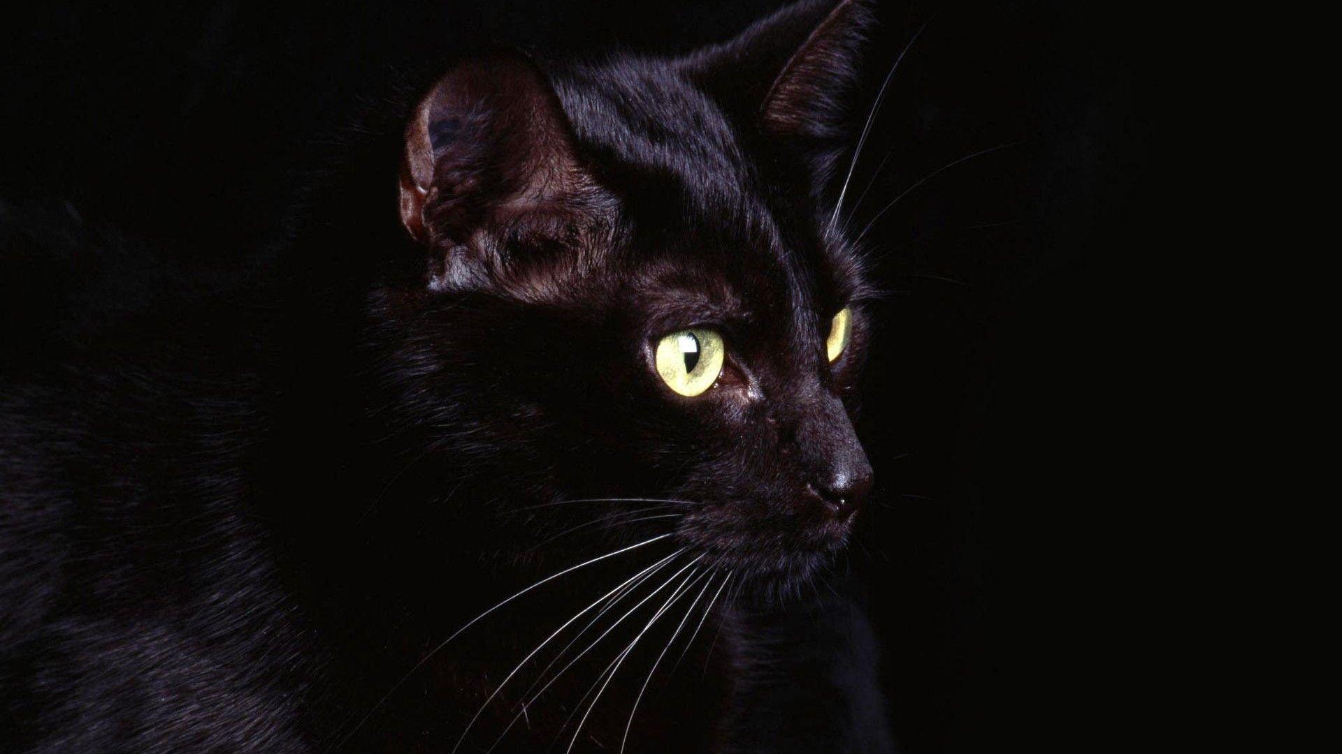 1920x1080 Black Baby Jaguar HD desktop wallpaper : Widescreen : High