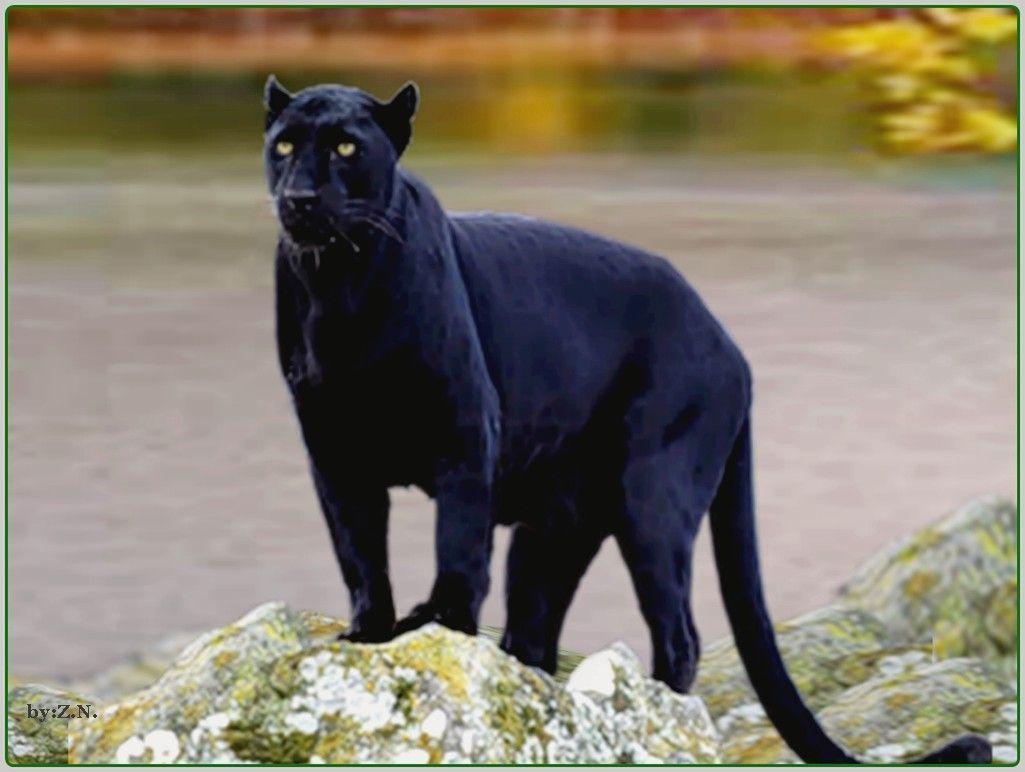 1025x772 Black Jaguar Wallpaper HD Download. Beautiful creatures
