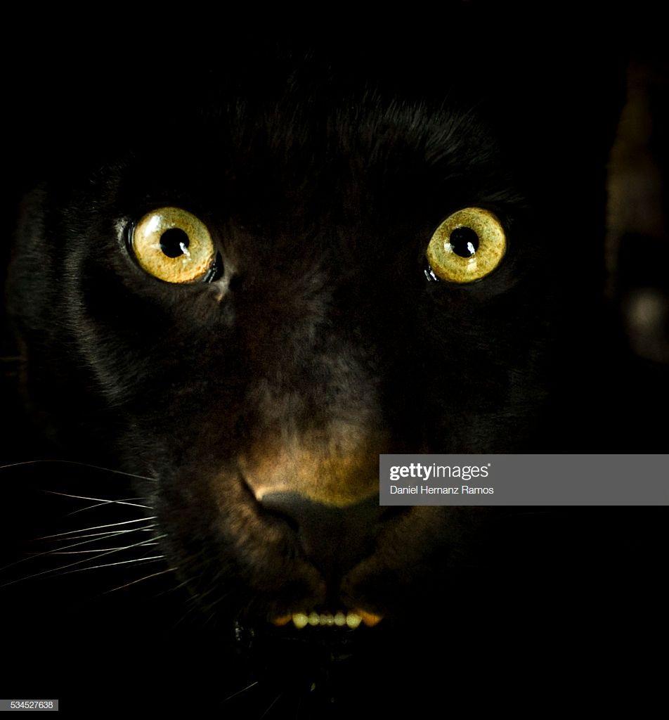 952x1024 World's Best Black Leopard Stock Picture, Photo