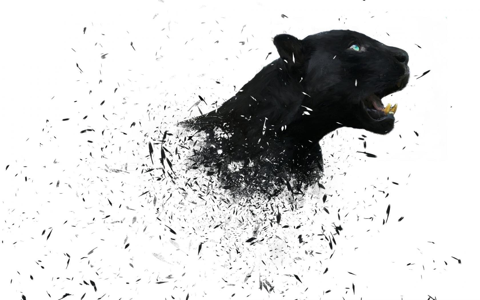 1680x1050 Jaguar wallpaper 1680x1050 desktop background