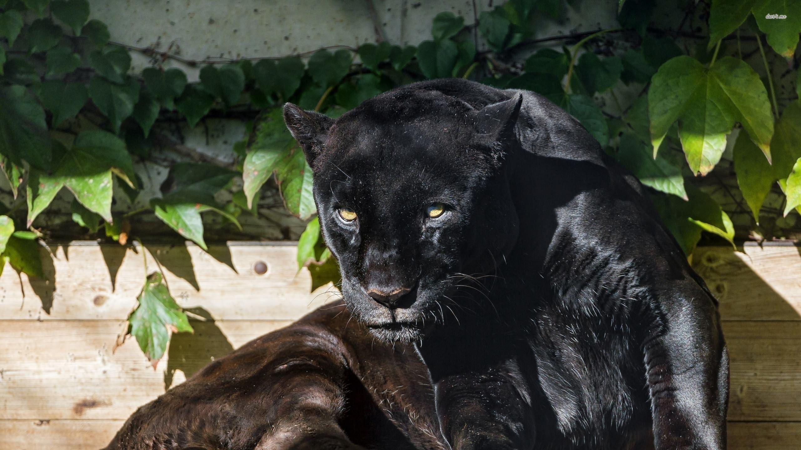 2560x1440 Black jaguar wallpaper wallpaper