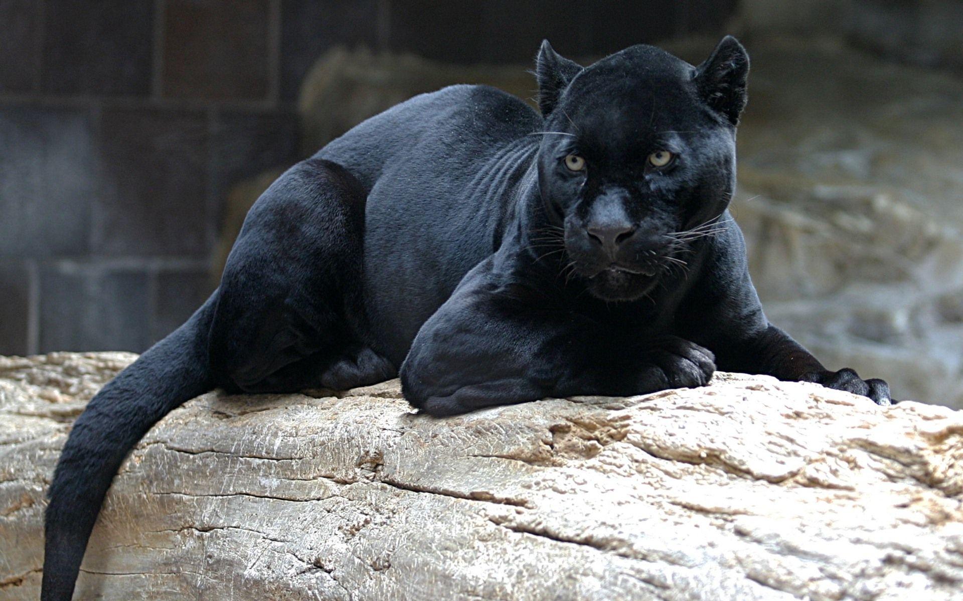 1920x1200 Jaguar HD Wallpaper 45028
