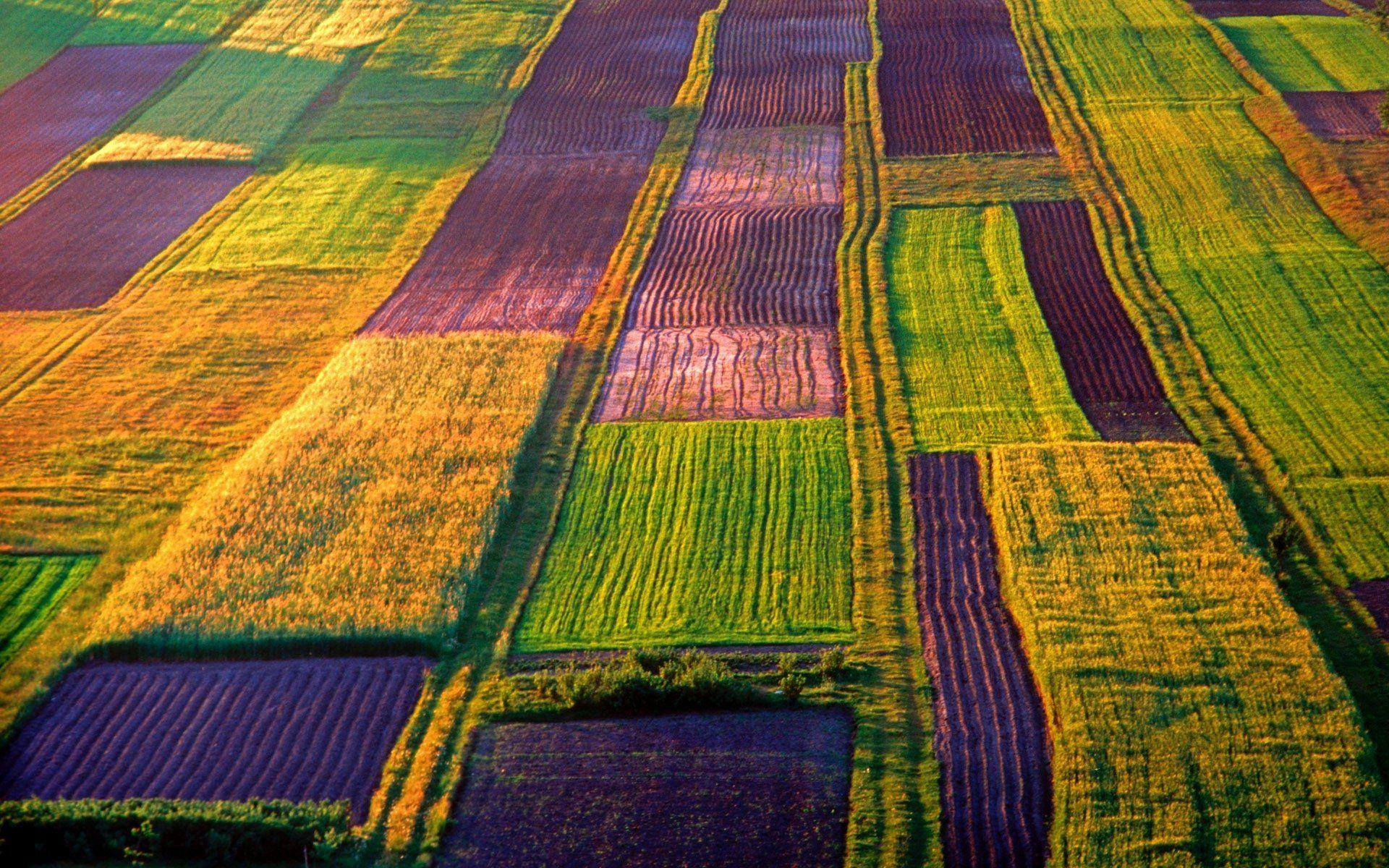 1920x1200 Organic HD Wallpaper and Background Image