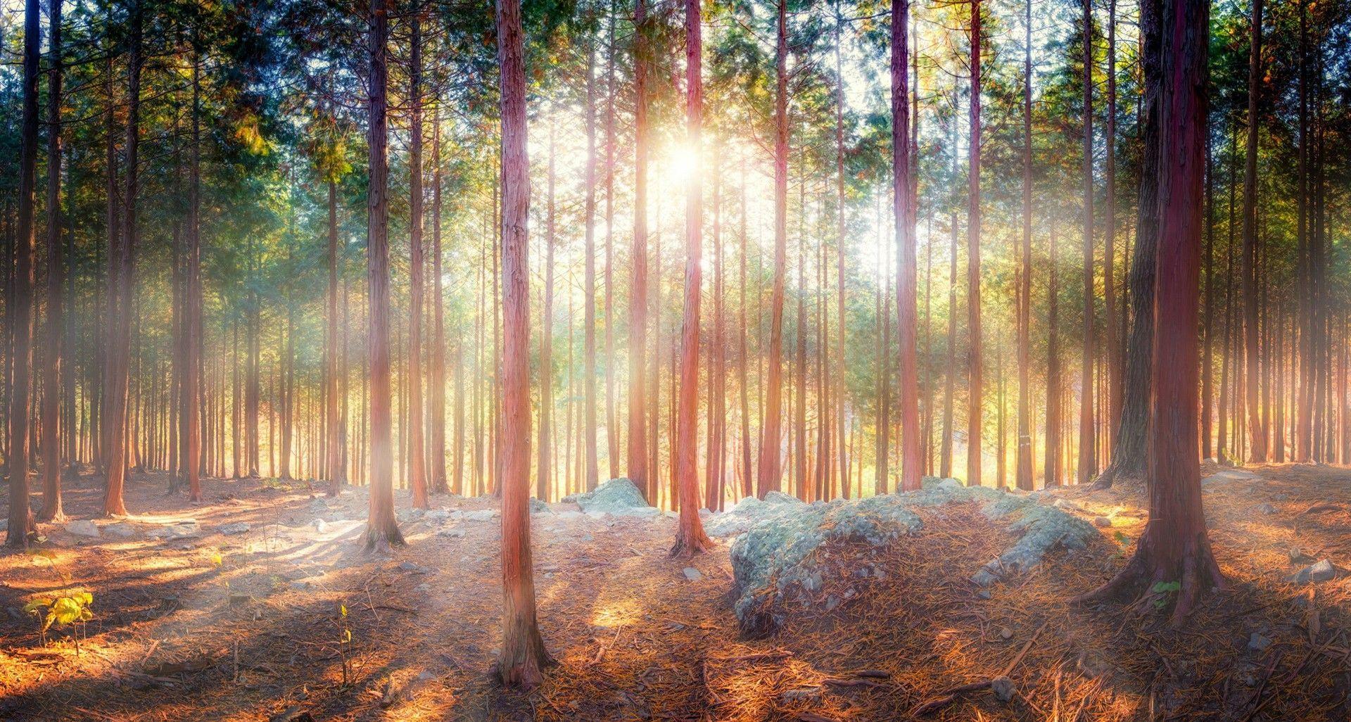 1920x1026 HD Nature Image, Organic, Fresh Air, Widescreen Wallpaper