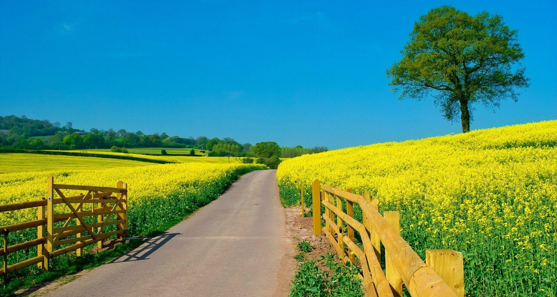 Organic Wallpapers - Top Free Organic Backgrounds - WallpaperAccess