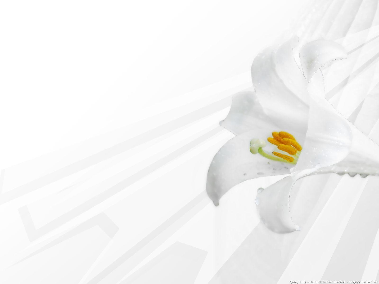 Hình nền Android 1600x1200 White Flower - Suy nghĩ về Cuộc sống Với