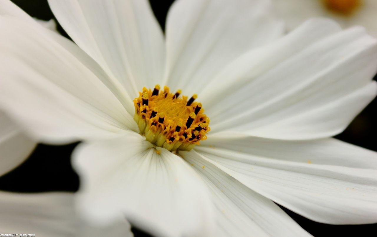 Hình nền hoa trắng 1280x804. Kho ảnh hoa trắng
