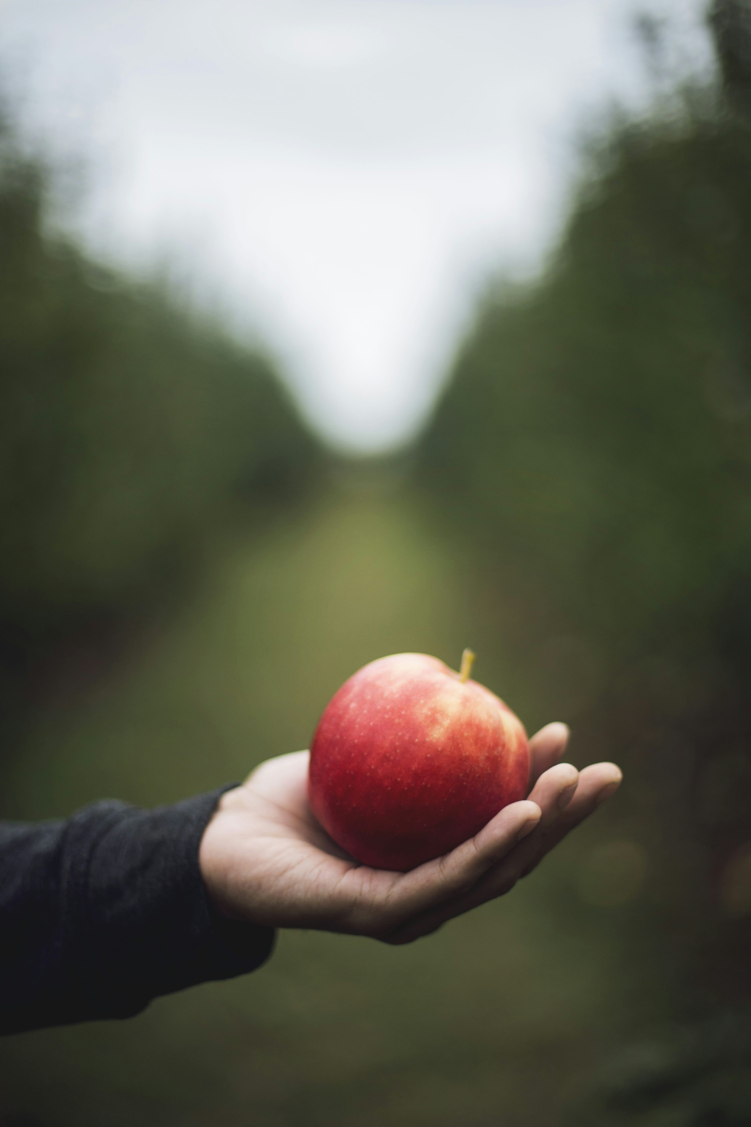 3000x4500 Apple Orchard Picture. Download Free