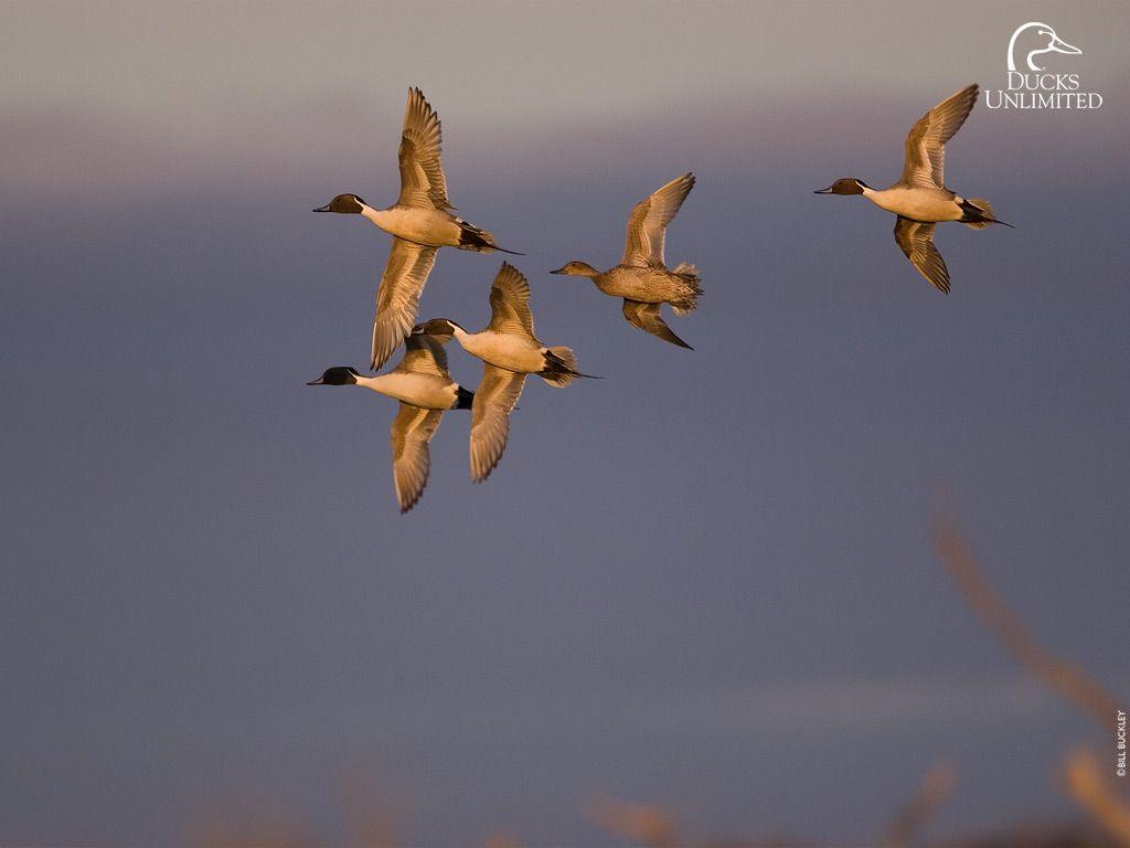 Ducks at Sunrise ducks birds reeds sunrise lake mist HD wallpaper   Peakpx
