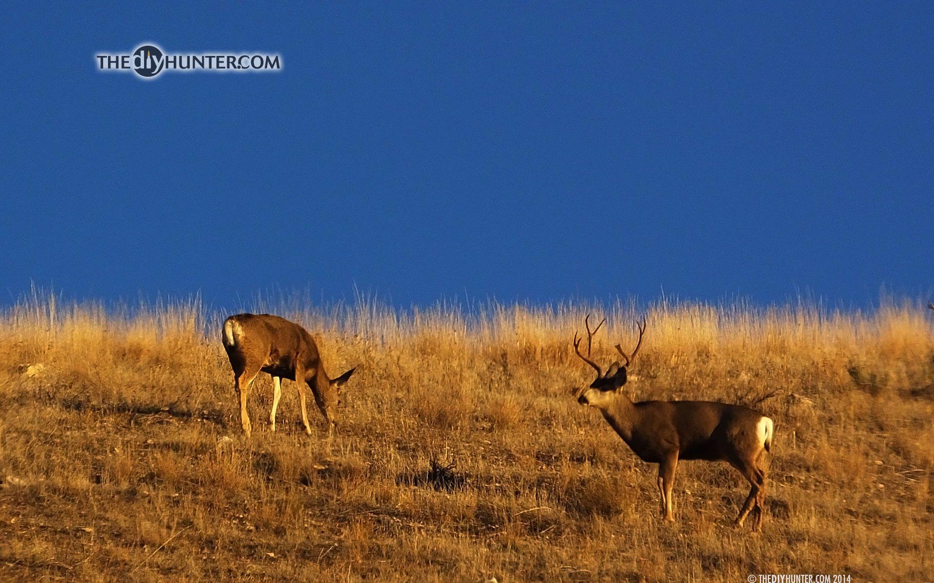 1920x1200 The DIY Hunter DIY Hunter's Hunting Desktop Wallpaper