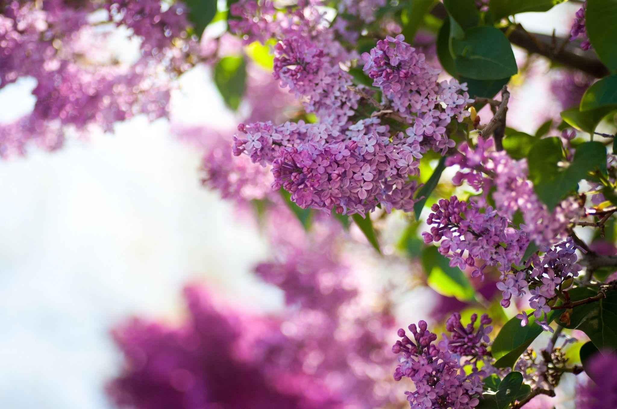 Lilac Flower Nature Wallpapers APK for Android Download