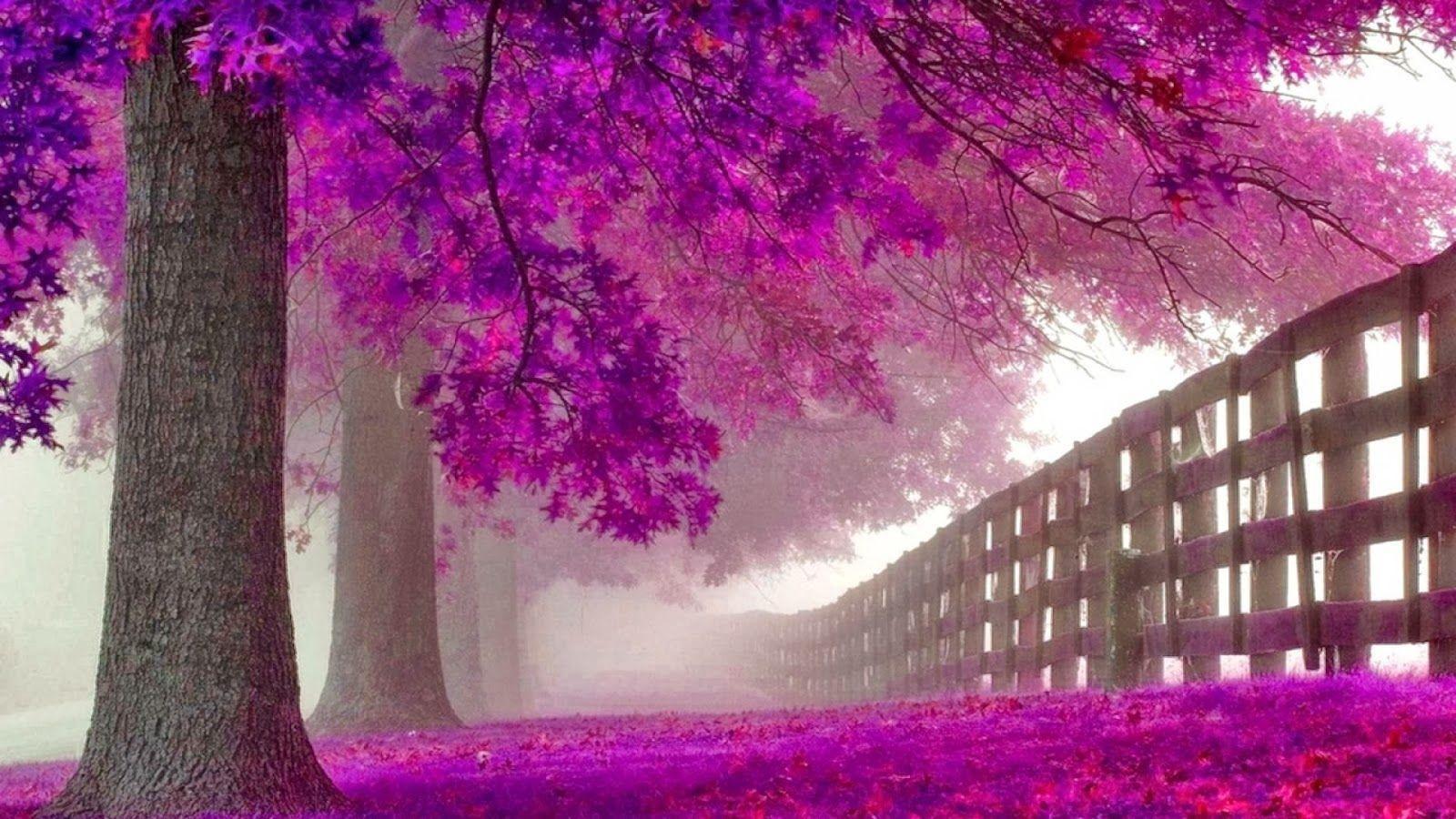 1600x900 Purple Tree Wallpaper