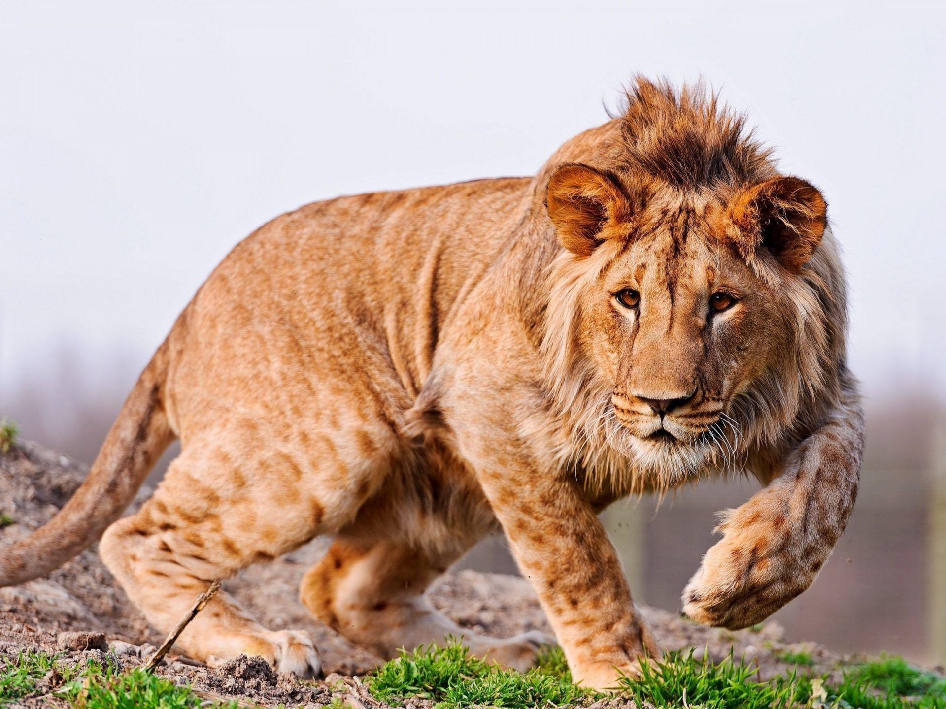 1920x1440 Lion In Hunting Desktop Wallpaper HD For Mobile Phones And Laptops