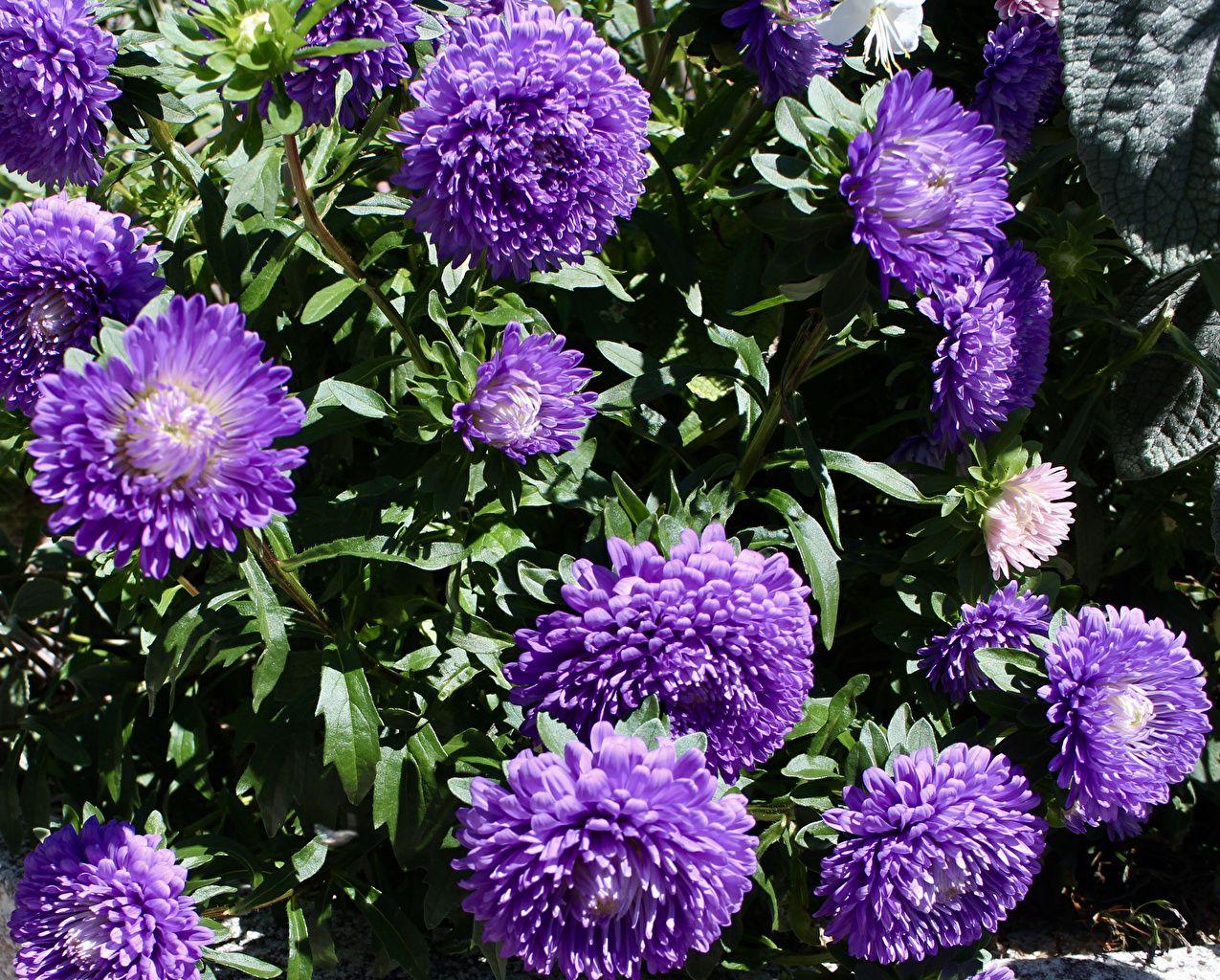1275x1024 Desktop Wallpaper Violet Asters Flowers Closeup