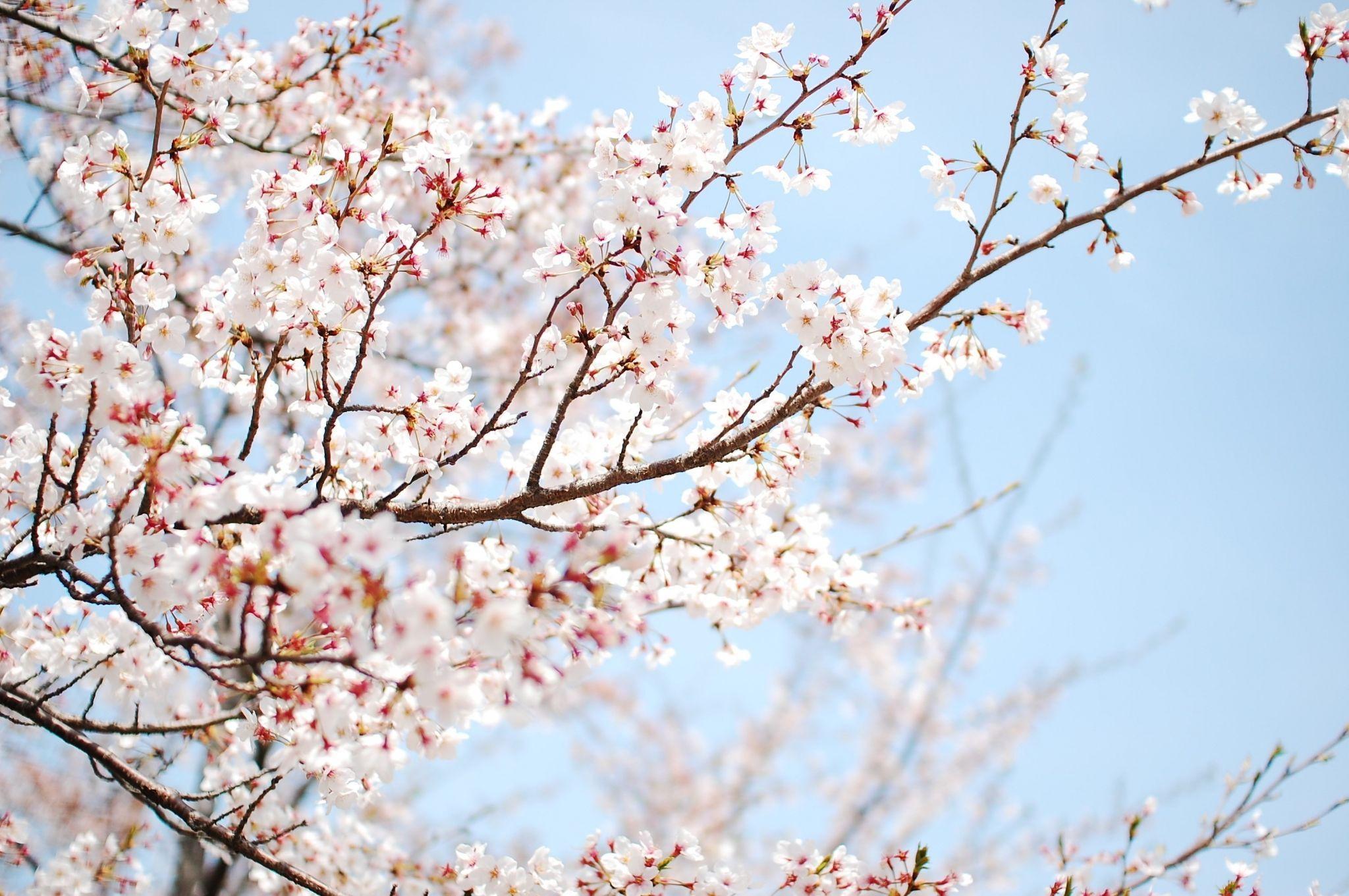 Cherry Blossom Laptop Wallpapers - Top Free Cherry Blossom Laptop  Backgrounds - WallpaperAccess