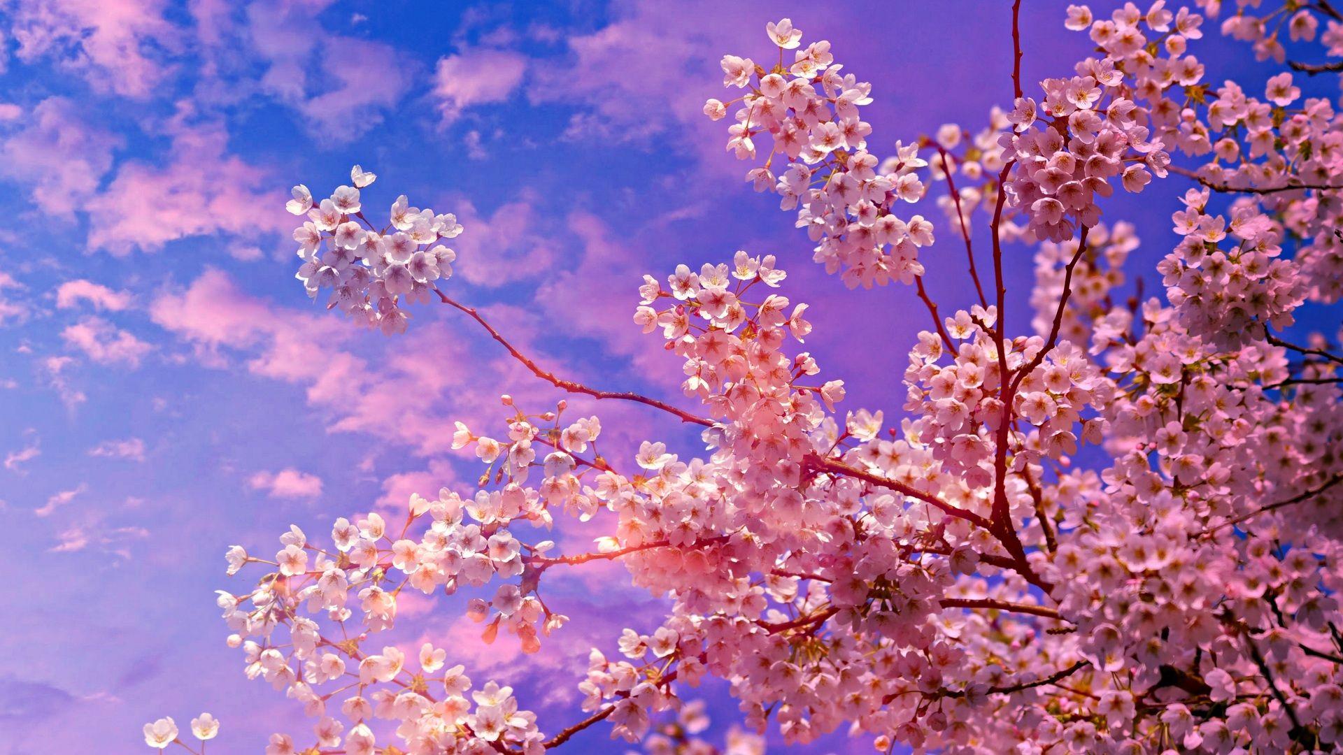 Cherry Blossom Wallpaper HD - PixelsTalk.Net