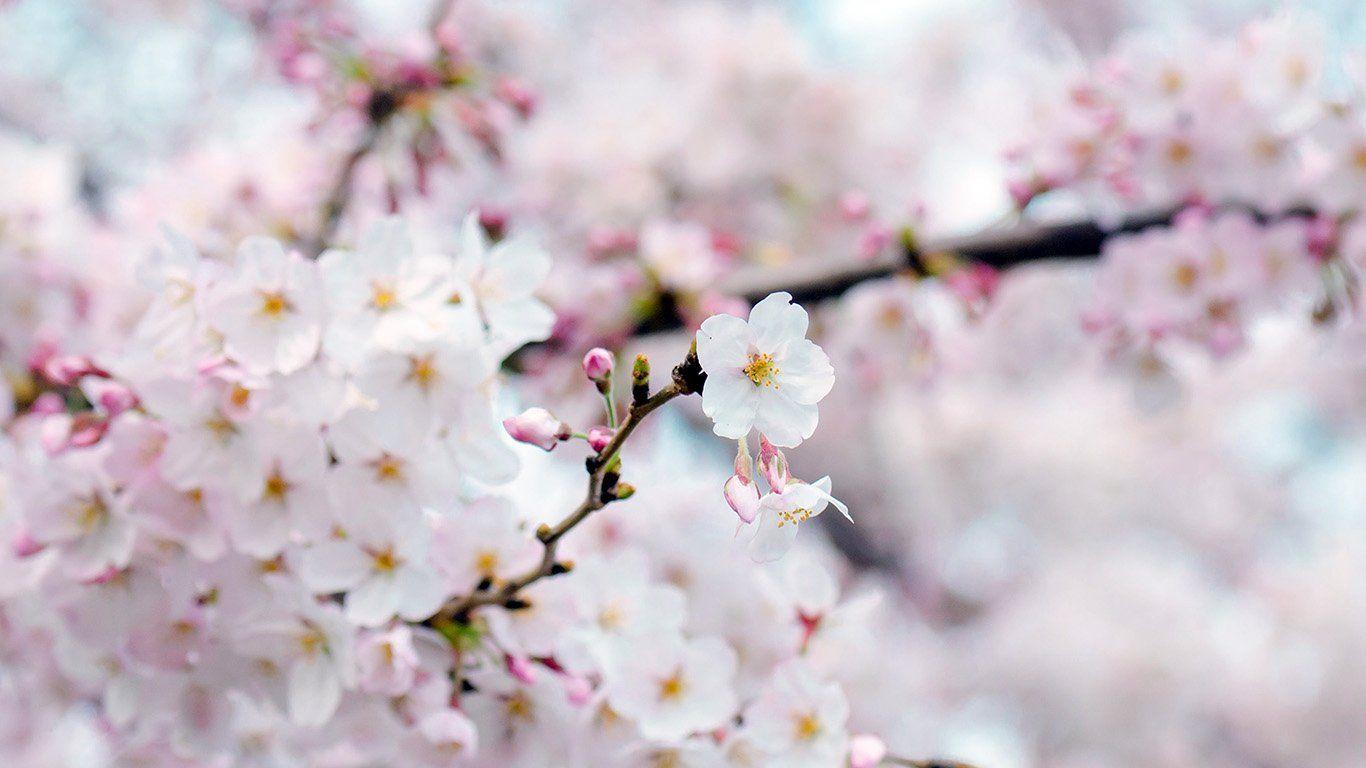 Cherry Blossom Laptop Wallpapers - Top Free Cherry Blossom Laptop ...