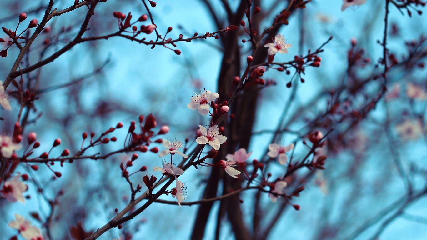 1366x768 Download wallpaper 1366x768 cherry, bloom, spring, branches
