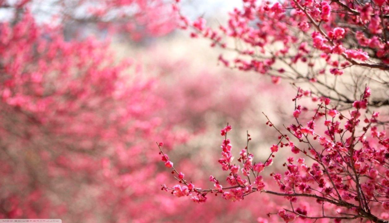 1256x721 Cherry Blossoms Pink Spring Nature HD Wallpaper. Decor di