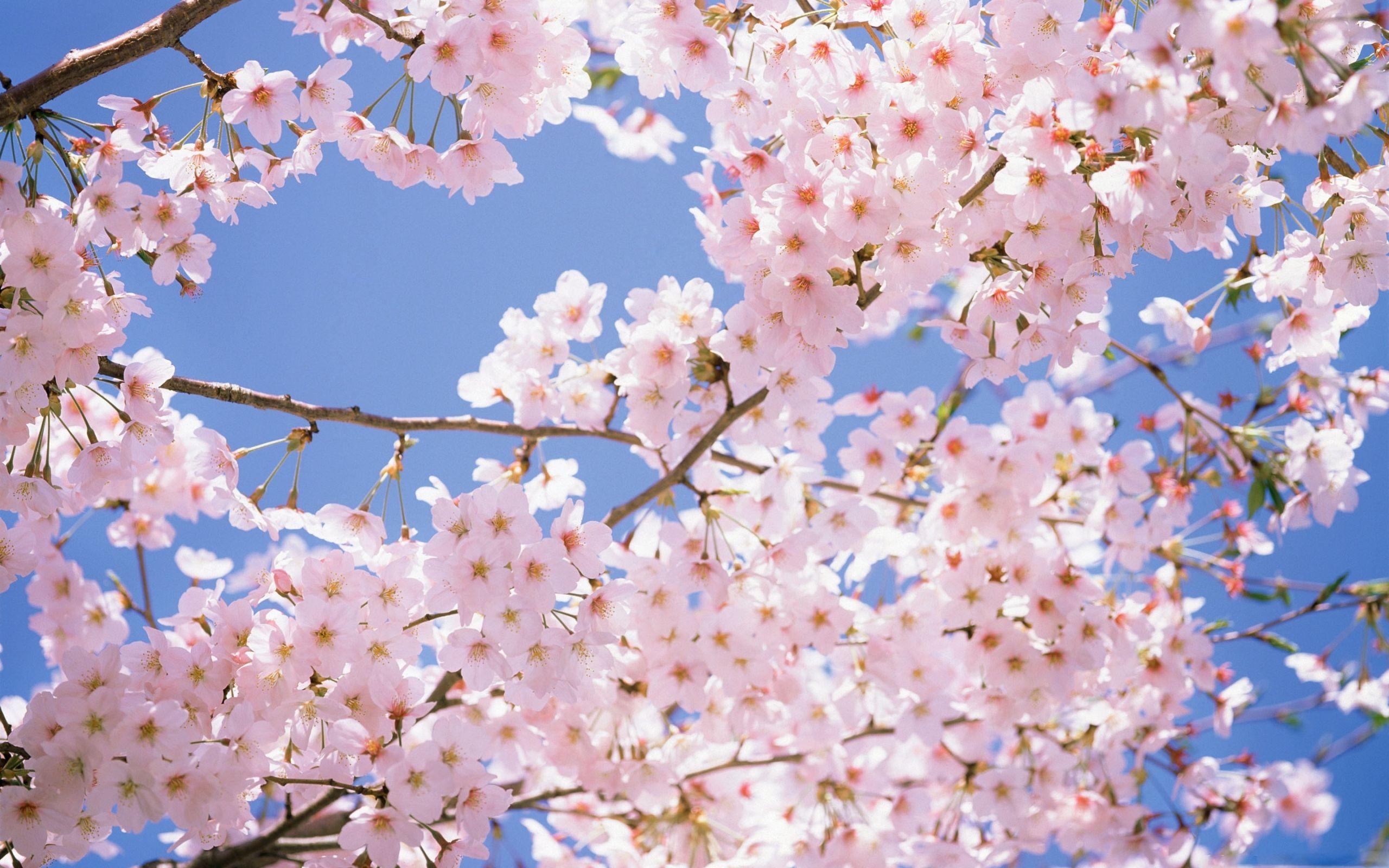 Cherry Blossom Laptop Wallpapers - Top Free Cherry Blossom Laptop