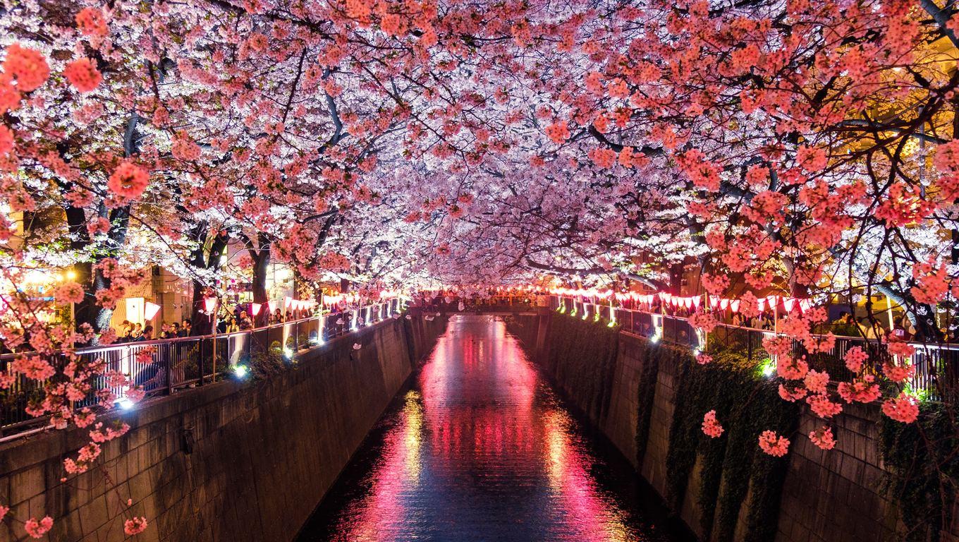 1360x768 Cherry Blossom Trees Covering River Canal Laptop HD