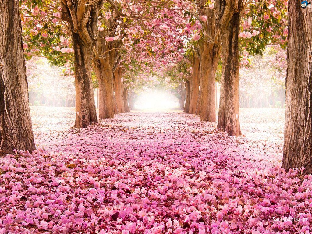 1024x768 Cherry Blossoms Wallpaper