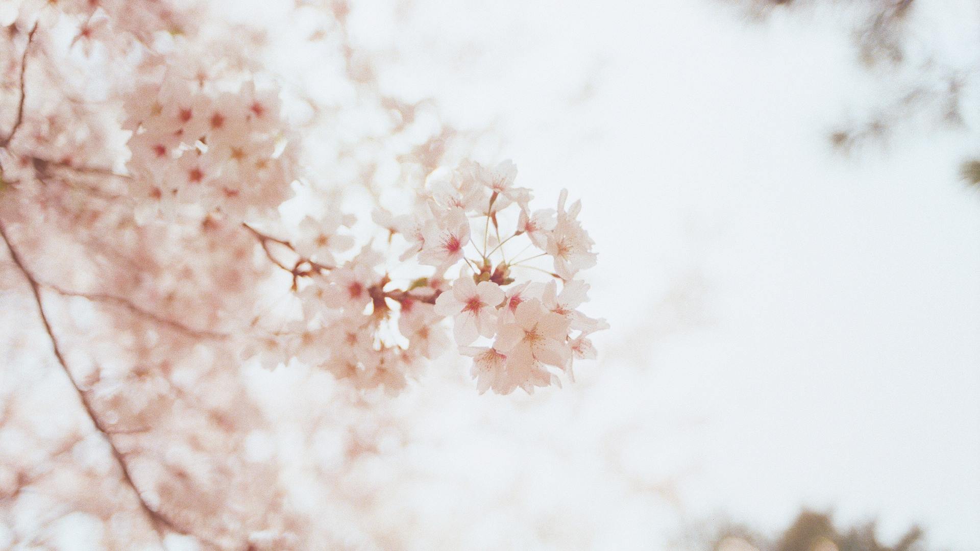1920x1080 Cherry Blossoms Flowers Laptop Full HD 1080P HD 4k