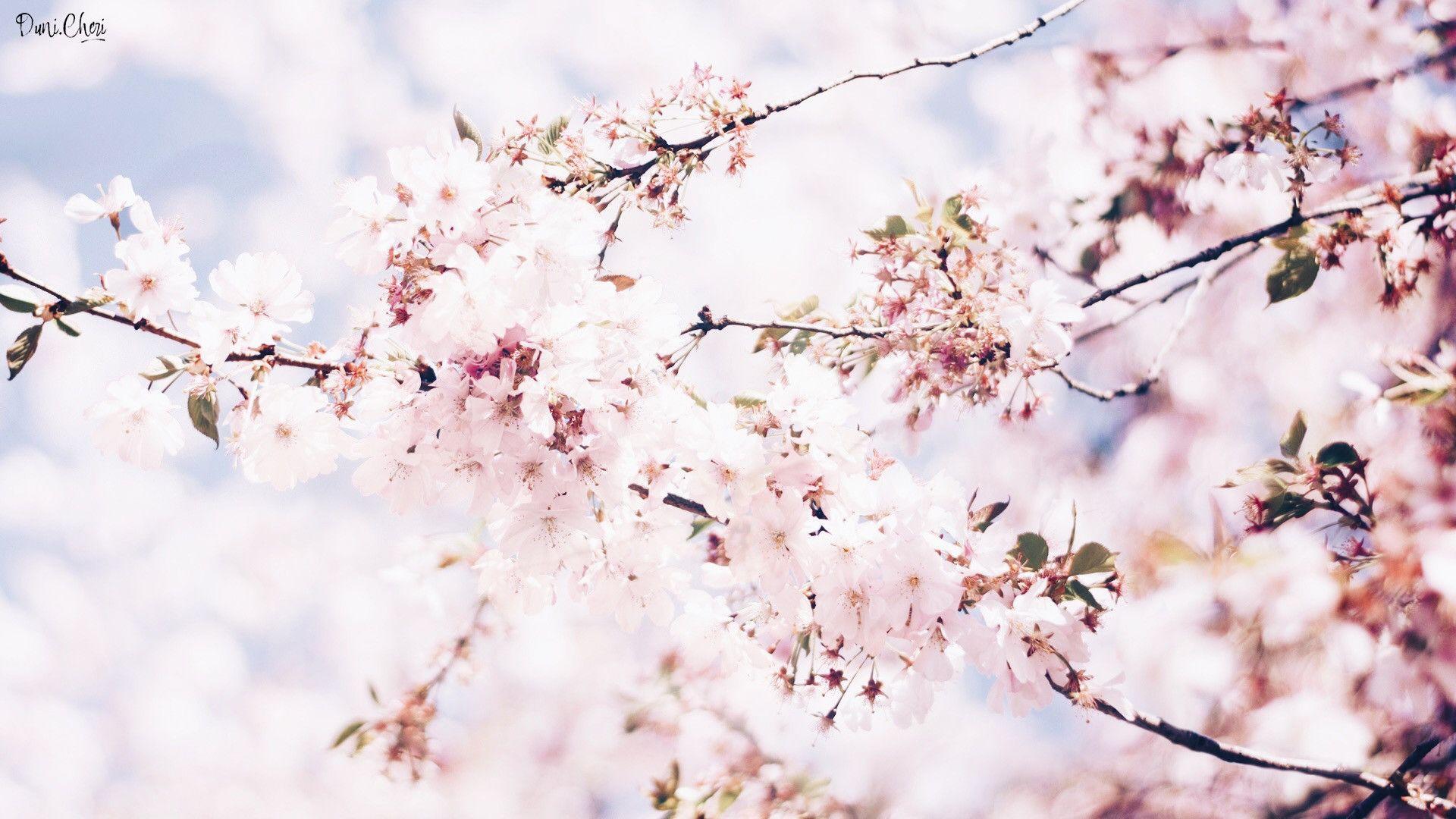 1920x1080 Flower Cherry Blossom Wallpaper Desktop Day Flower