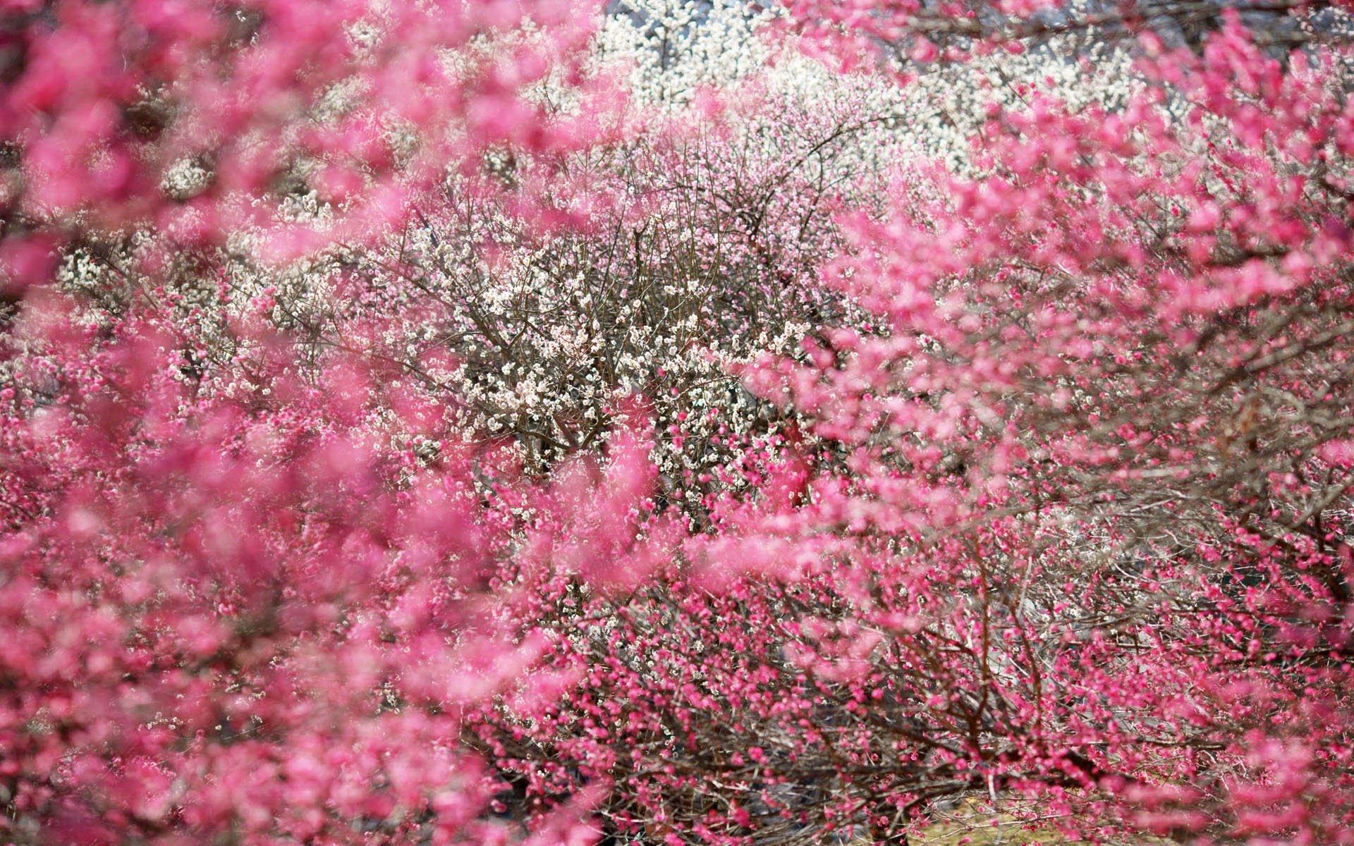 1920x1200 Download Japanese Cherry Blossom Background, High Quality