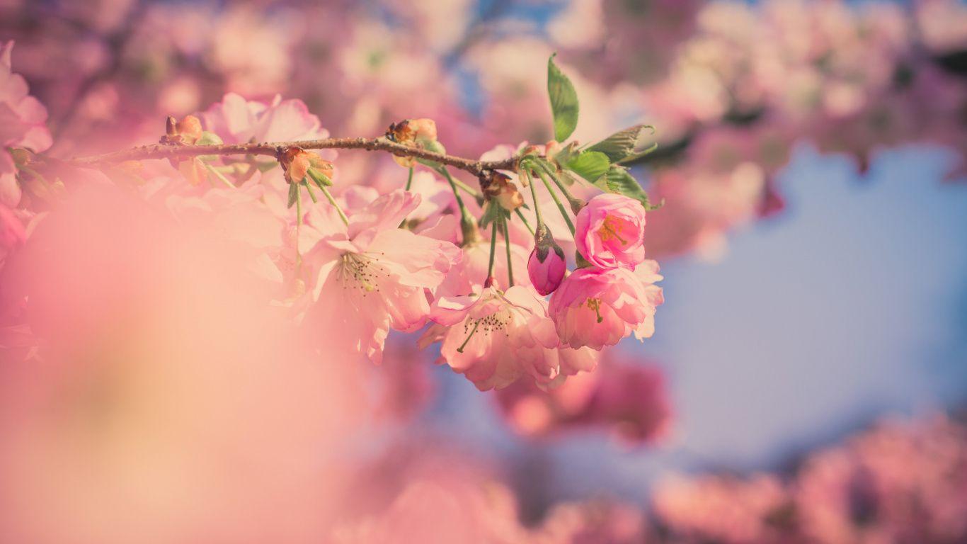 1366x768 Download 1366x768 wallpaper pink flowers, cherry blossom