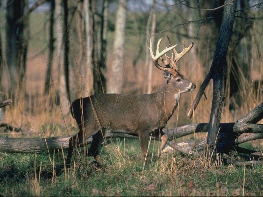 1024x768 Deer Desktop Wallpaper