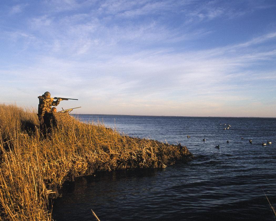 1050x840 Duck Hunting Desktop Wallpaper