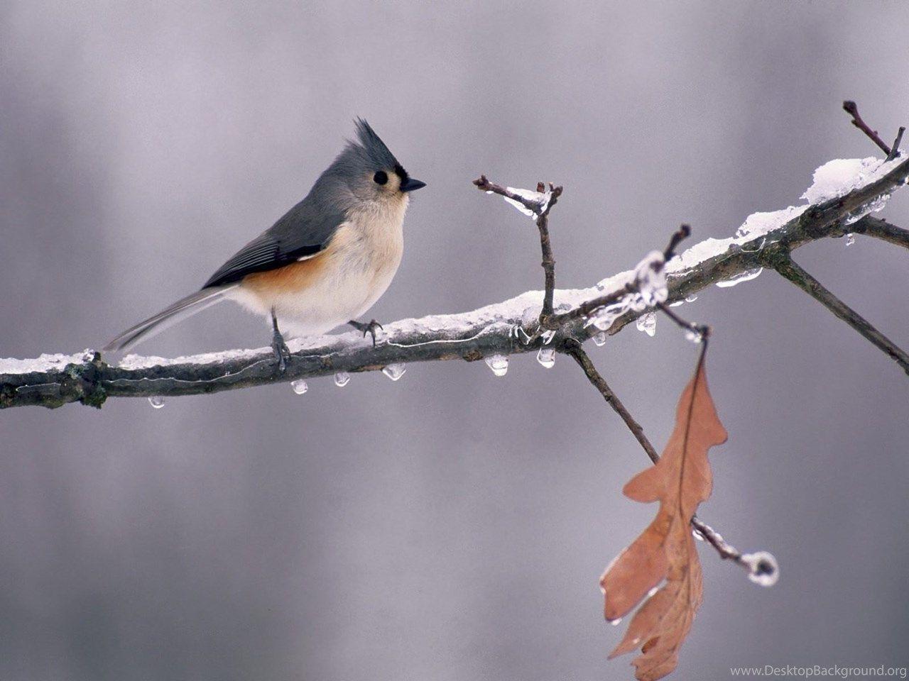 1280x960 Apple Mac Desktop Wallpaper HD Tufted Titmouse Apple Bird