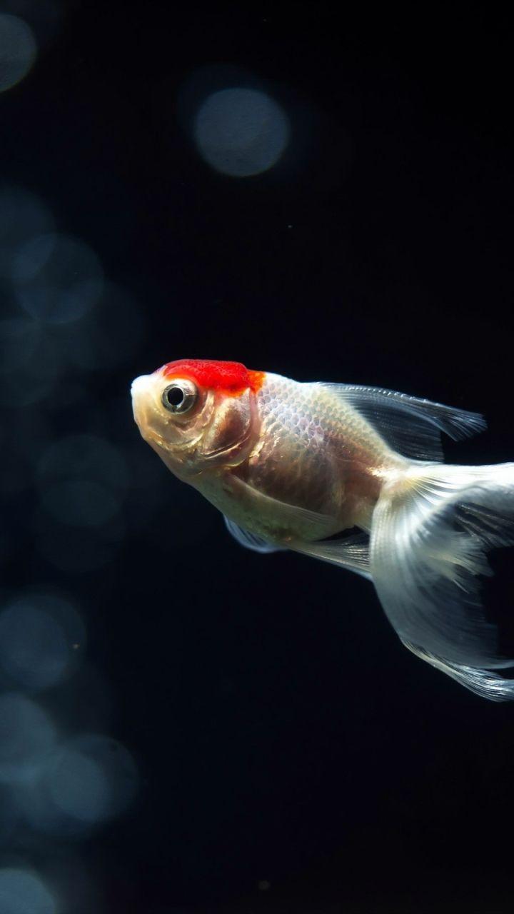 Goldfish Phone Wallpapers - Top Free Goldfish Phone Backgrounds - WallpaperAccess Goldfish Phone Wallpapers - Top Free Goldfish Phone Backgrounds - WallpaperAccess