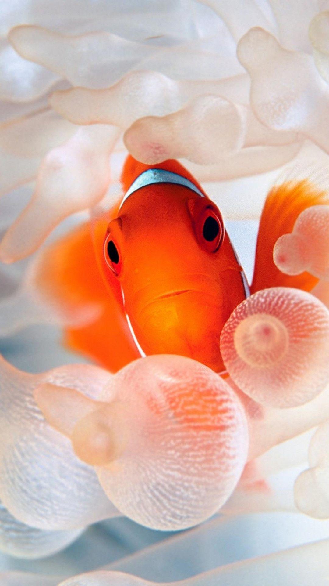 1080x1920 Gold Fish Wallpaper