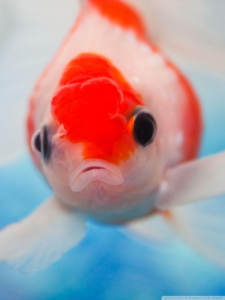 768x1024 Goldfish ❤ 4K HD Desktop Wallpaper for 4K Ultra HD TV